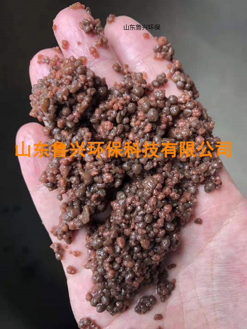 厭氧氨氧化顆粒污泥-(3).jpg